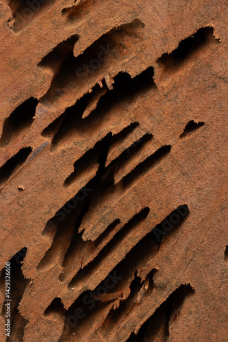 Obraz na płótnie Black holes from termites w salonie