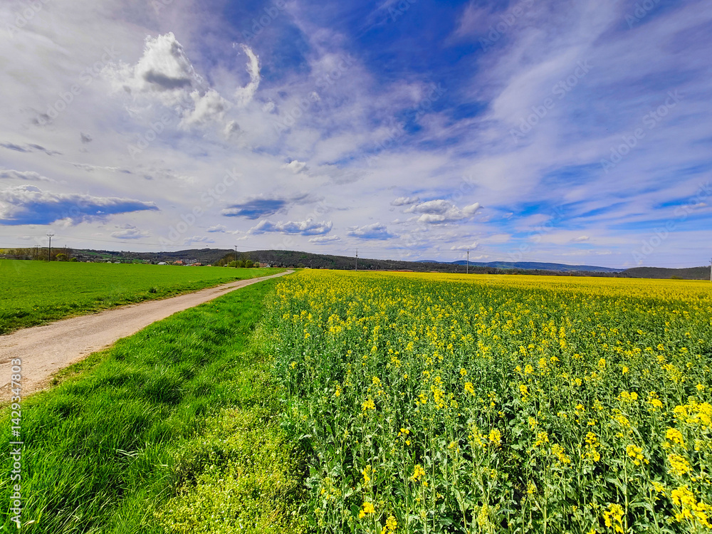 Obraz premium A dirt road in the middle of a field of yellow flowers