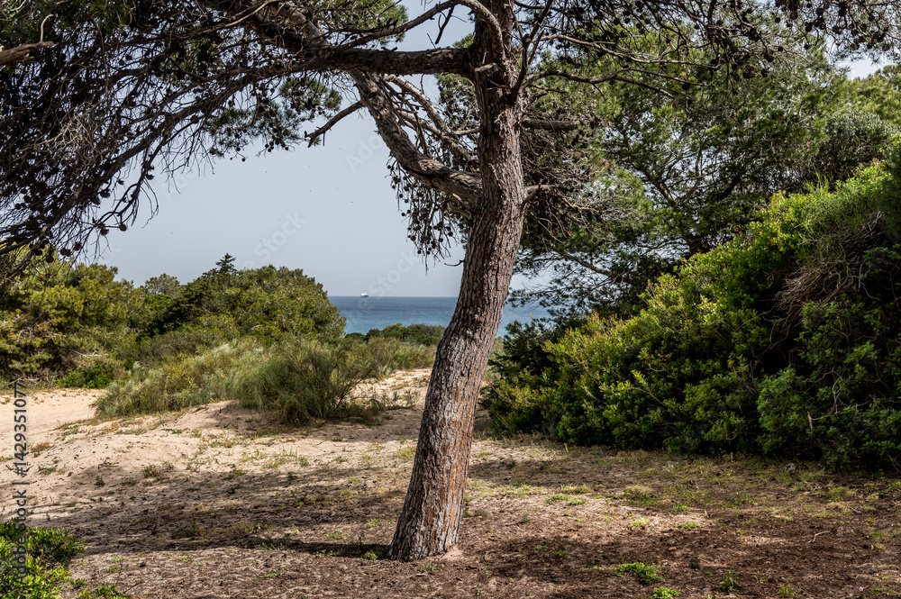 Beautiful forest view from Tunisia