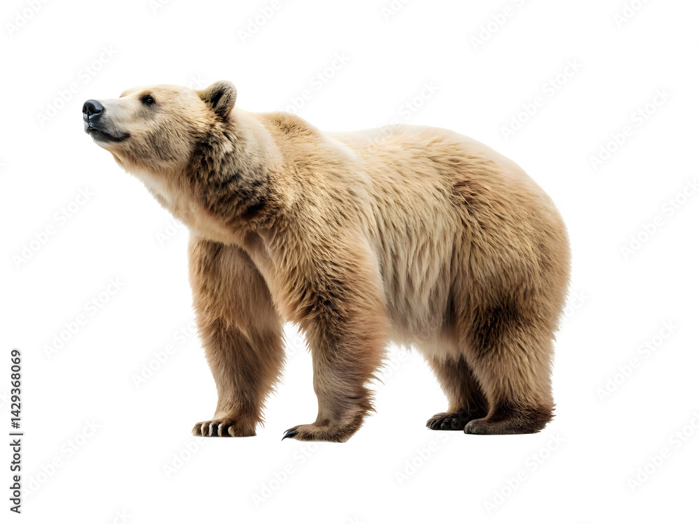 Fototapeta premium A brown bear isolated on white background 