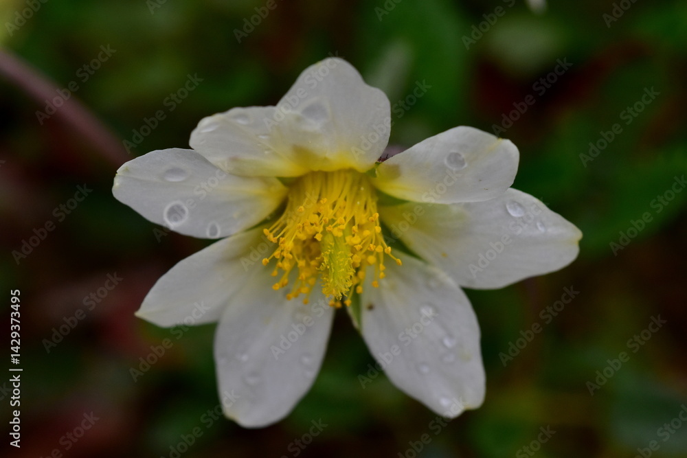 Nasse Blüte einer weißen Silberwurz Nasse Blüte einer weißen Silberwurz