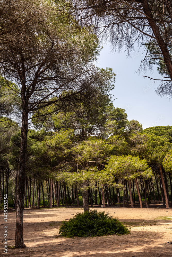 Beautiful forest view from Tunisia