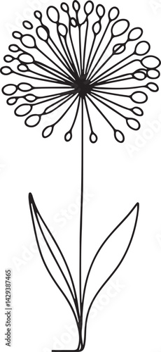 Allium Flower Line Drawing on White Background