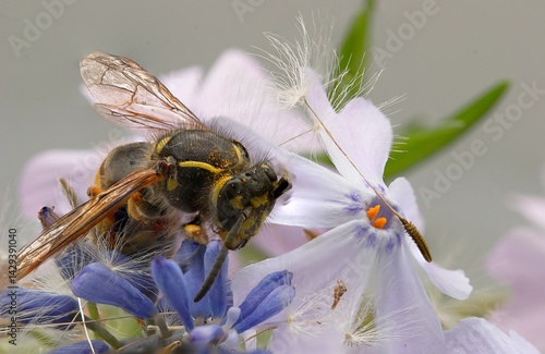 Wespe - Vespinae