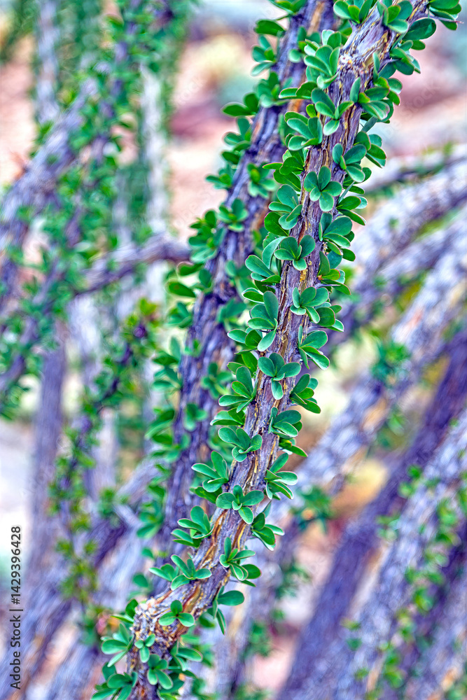 Ocotillo Showin Its Leaves in Spring