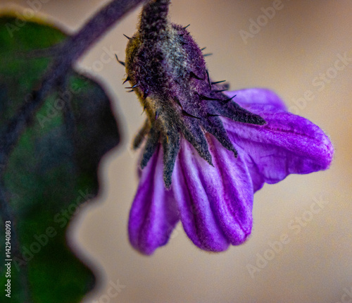 purple eggplant flower