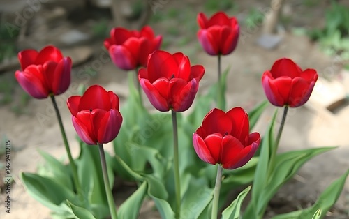 Stunning Red Tulips Blooming in Spring Garden