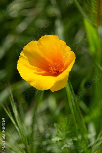 Obraz na płótnie Macrophotographie de fleur sauvage - Pavot de Californie - Eschscholzia californica w salonie