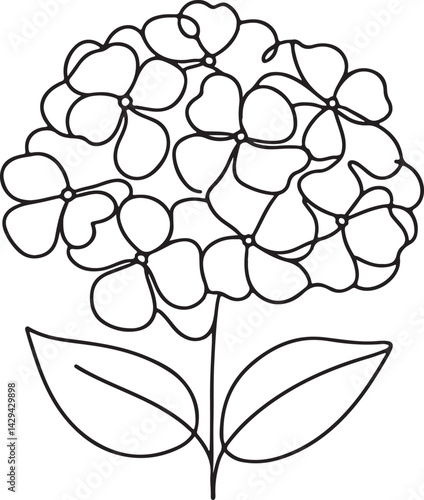 Detailed line art of Hydrangea flower on white