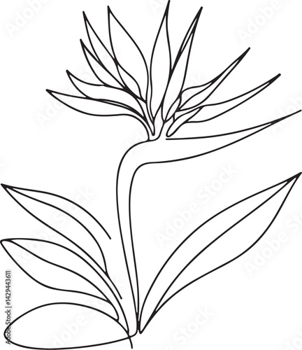 Detailed Strelitzia flower (Bird of Paradise) line art on white