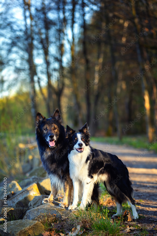 Psy rasowe z rodowodem, pies domowy, owczarek niemiecki i Border collie, portret pieska, ujęcie z przodu