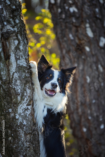 Obraz na płótnie Psy rasowe z rodowodem, pies domowy, Border collie, portret pieska, ujęcie z przodu w salonie