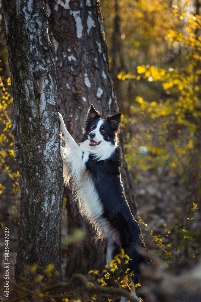 Psy rasowe z rodowodem, pies domowy, Border collie, portret pieska, ujęcie z przodu