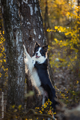 Obraz na płótnie Psy rasowe z rodowodem, pies domowy, Border collie, portret pieska, ujęcie z przodu w salonie