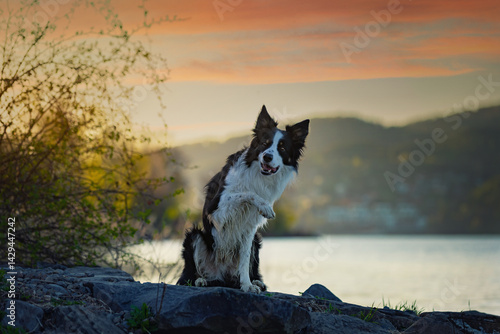 Obraz na płótnie Psy rasowe z rodowodem, pies domowy, Border collie, portret pieska, ujęcie z przodu w salonie