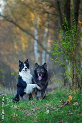 Psy rasowe z rodowodem, pies domowy, owczarek niemiecki i Border collie, portret pieska, ujęcie z przodu