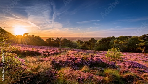 beautiful summer sunset landscape image of ashdown forest in english countryside with vivd colors