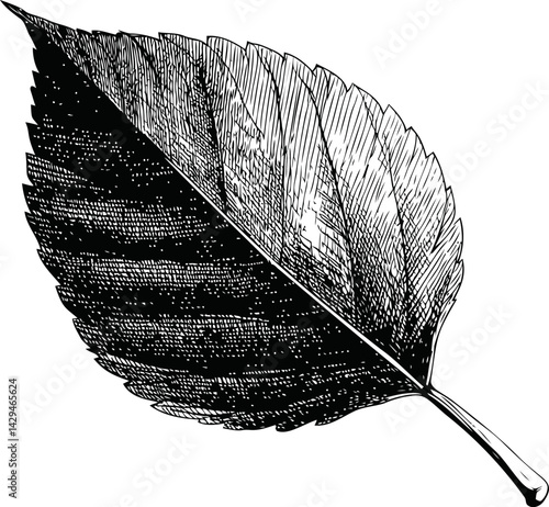 Detailed ink drawing of an elm leaf with intricate lines and shading in sketch style. Vector illustration
