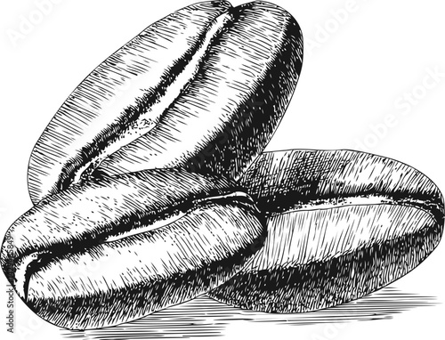 Detailed sketch of three coffee beans with intricate shading. Vector illustration