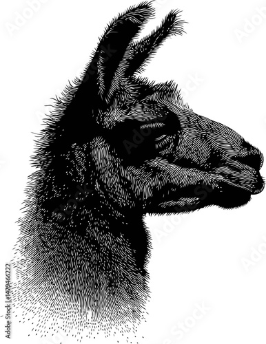 Detailed black and white illustration of a llama's head in profile view in sketch style. Vector illustration