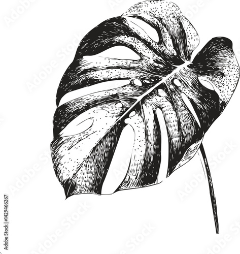 Black and white illustration of monstera leaf with detailed texture in sketch style. Vector illustration