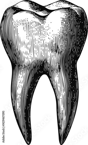 Detailed black and white illustration of a human molar tooth sketch. Vector illustration
