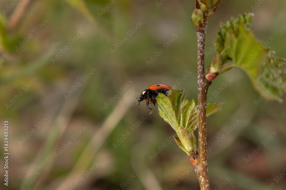 Fototapeta premium A vibrant red ladybug rests on a fresh green leaf, its black spots clearly visible against the smooth surface