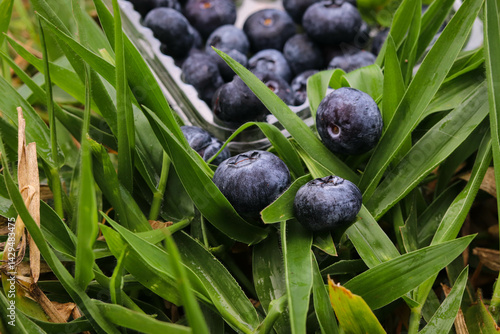 Frutas de temporada deliciosas y moraditas
