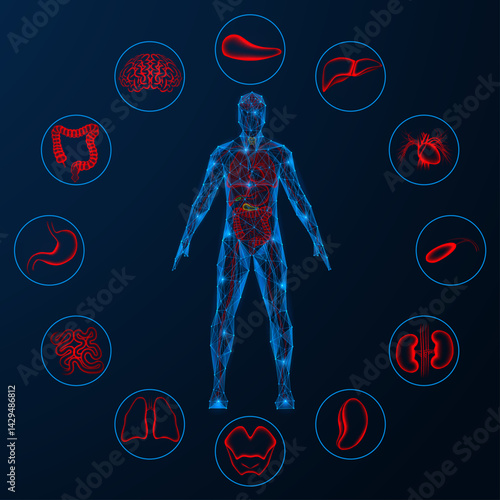 Human circulatory system and internal organs. Polygonal design. Blue background.