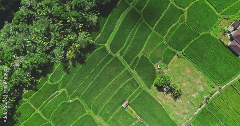 Scenic aerial view vibrant green rice terraces and traditional Balinese houses, highlighting the island's beauty and cultural heritage. Cultural Balinese landscape drone agriculture tourism texture