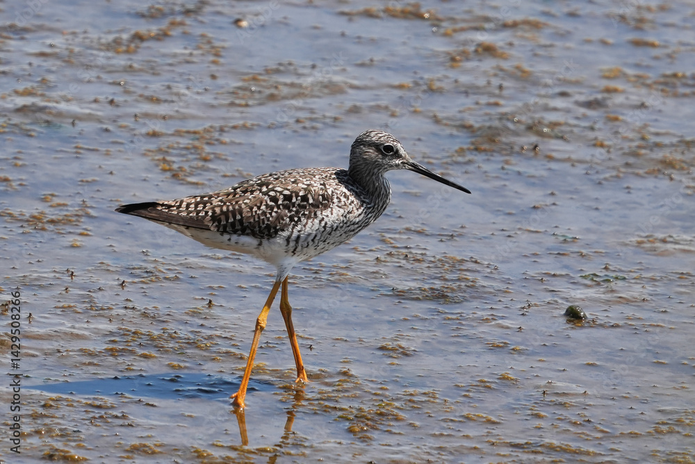 The greater yellowlegs (Tringa melanoleuca) is a large shorebird in the family Scolopacidae The greater yellowlegs (Tringa melanoleuca) is a large shorebird in the family Scolopacidae