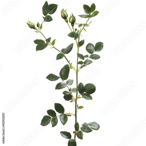 Wallpaper Mural Green Rose Bush Sprig with Buds Closeup Photography Torontodigital.ca