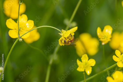 Quadro em tela Apis Cerana, ape su fiore ricoperta di polline.