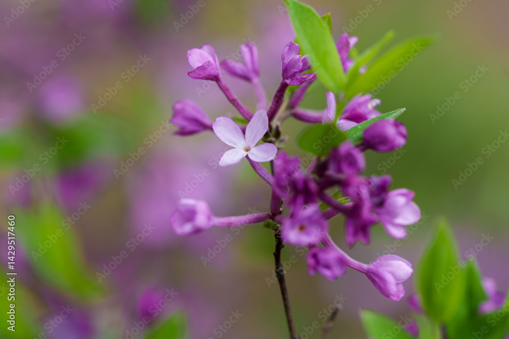 Close-up photo of purple Lilac Daphne (Daphne genkwa) flowers blooming in spring Close-up photo of purple Lilac Daphne (Daphne genkwa) flowers blooming in spring
