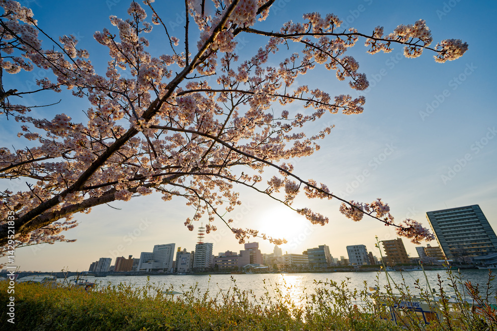 信濃川沿いの桜