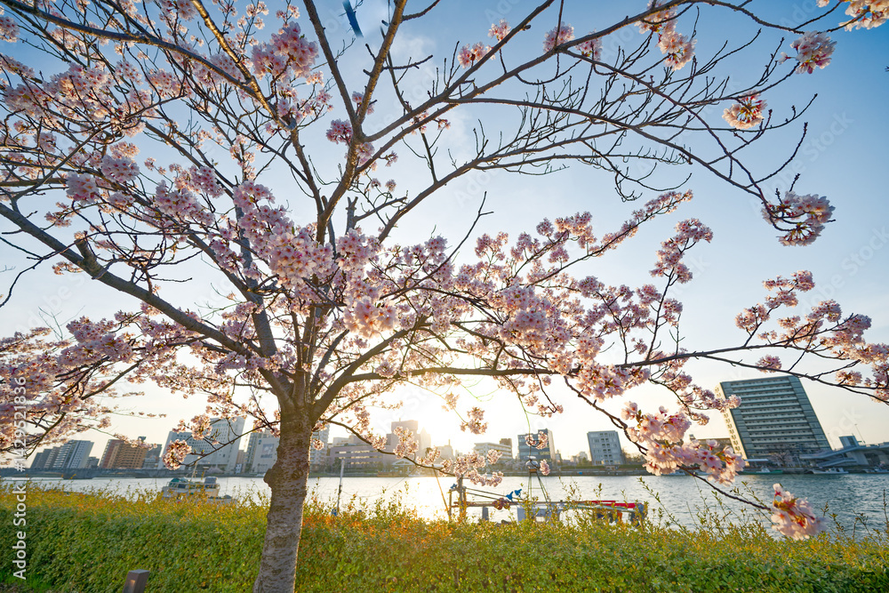 信濃川沿いの桜