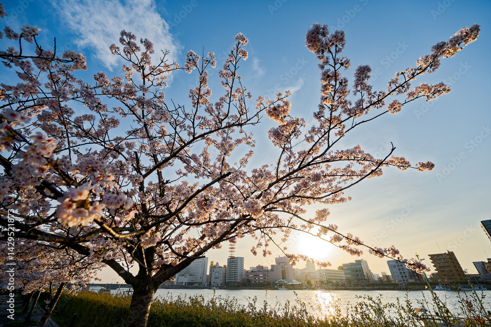 信濃川沿いの桜