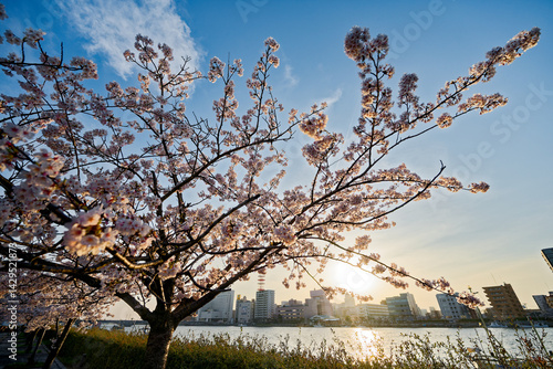 Obraz na płótnie 信濃川沿いの桜 w salonie