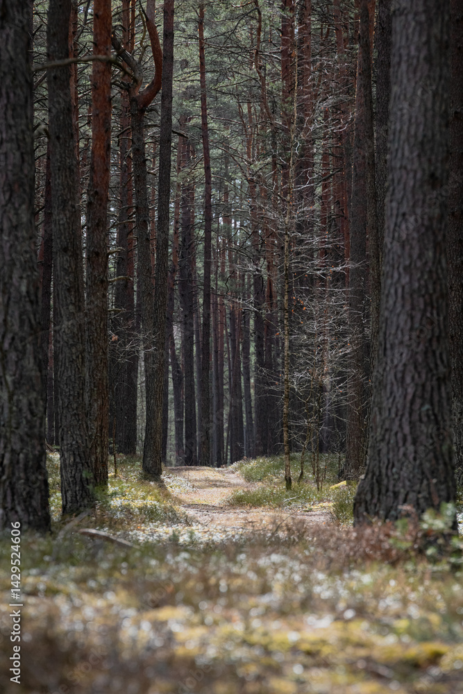 Obraz premium path in the woods