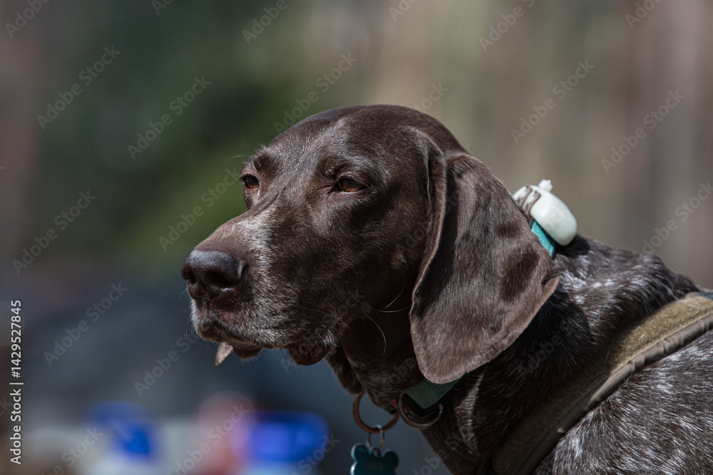 portrait of a dog portrait of a dog
