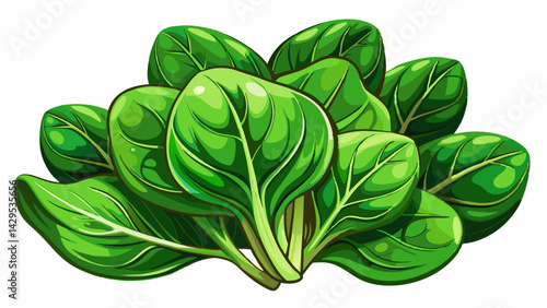 Fresh spinach on white background