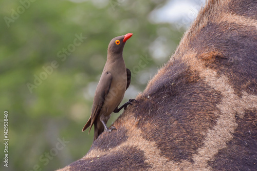 Schilderij op canvas A Red-billed Oxpecker perched on the back of a giraffe's neck