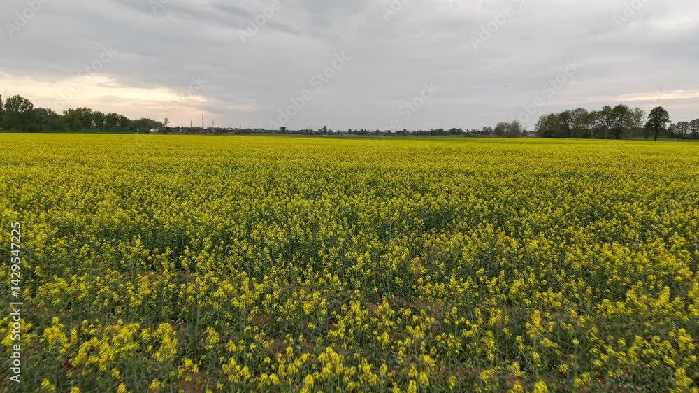 field drone shot field drone shot