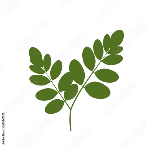 Moringa Leaves Icon. Green vector illustration, transparent background. Superfood, healthy ingredient, natural medicine. Packaging, labels, blogs, health