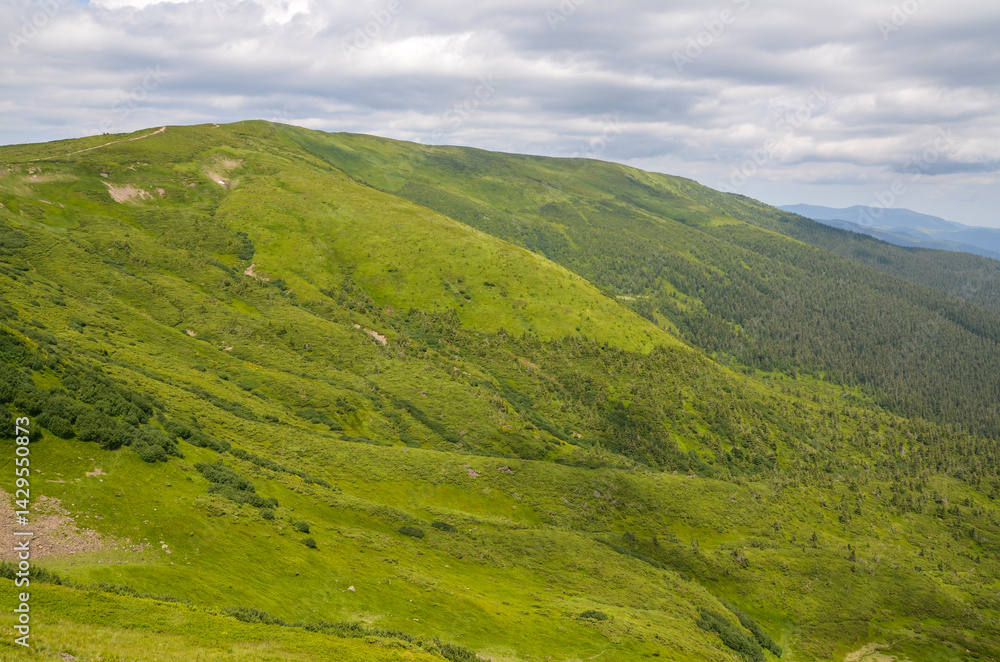 Obraz premium View of green hills and valleys covered in vegetation, under a partly cloudy sky. The scene conveys a sense of tranquility, natural beauty. Carpathian Mountains, Ukraine