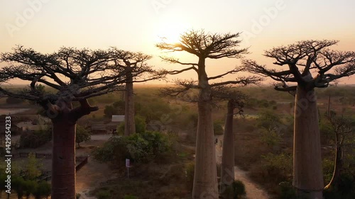 Sunset view of Baobab trees. Western Madagascar