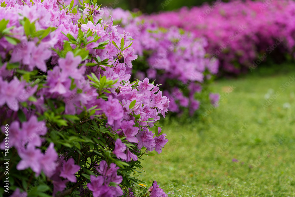 Obraz premium Garden landscape with purple azaleas (Rhododendron schlippenbachii) in full bloom in spring