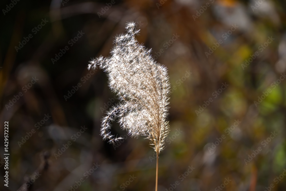 Obraz premium 光を浴びて輝くススキの穂