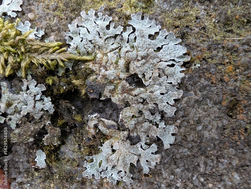 Netted Shield Lichen (Parmelia sulcata) Netted Shield Lichen (Parmelia sulcata)