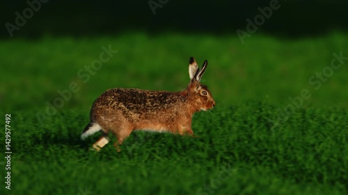 Hare stand then run